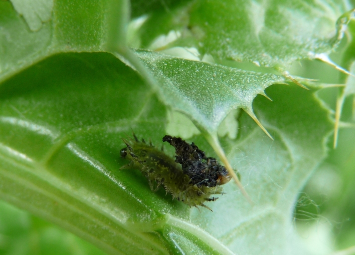 larva coperta di escrementi: Cassida